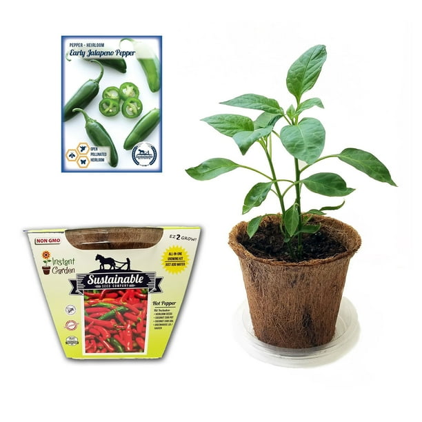 Chili Pepper Grow Your Own jalapeno Chilli Kit Chili Pepper Grow Your Own jalapeno Chilli Kit